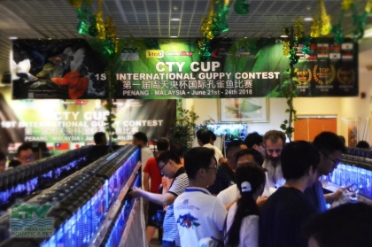 1st CTY Cup International Guppy Contest (Year 2018)